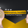How Anencephaly Develops During Early Pregnancy